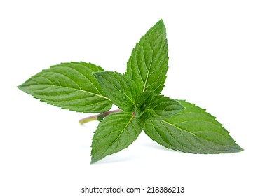 Peppermint Closeup Leaf Isolated On White Background