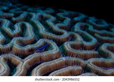 A peppermint goby resting on brain coral