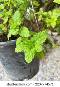 
Peppermint Has Many Uses. Can Do Both Savory And Dessert Dishes