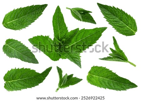 Peppermint herb leave closeup isolated on white background