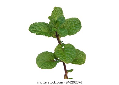 Peppermint Isolated On White Background