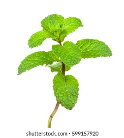 Peppermint Isolated On The White Background .