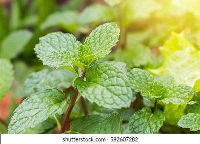 Peppermint  leaf green plants with aromatic properties of strong teeth and fresh ivy as a ground cover plant in thailand
