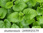 Peppermint leaf texture close up, pattern of green mint leaves, top view. Freshness organic background.