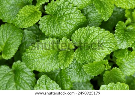 Peppermint leaf texture close up, pattern of green mint leaves, top view. Freshness organic background.