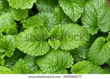 Peppermint leaf texture close up, pattern of green mint leaves, top view. Freshness organic background.