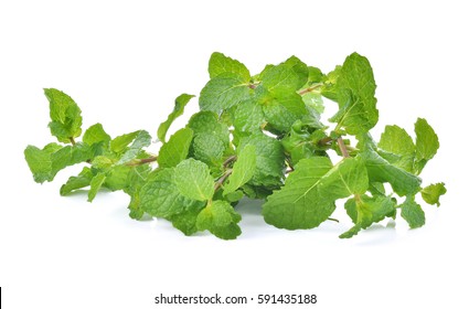 Peppermint Leaves Isolated On White Background.