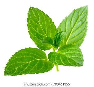 Peppermint Leaves Isolated On White Stock Photo 793461355 | Shutterstock