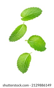 Peppermint Leaves (Mint Leaf) Flying In The Air Isolated On White Backgrond.