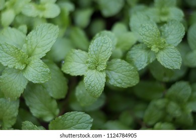 Peppermint (Melissa Officinalis)