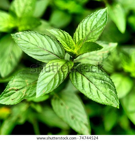 Peppermint - Mentha piperita also known as M balsamea Willd mint - high dynamic range HDR