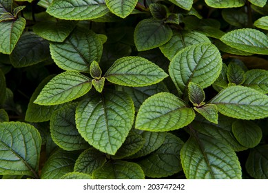 Peppermint Plant Texture Background