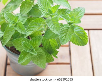 Potted Mint High Res Stock Images Shutterstock