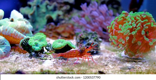 peppermint shrimp lysmata wurdemanni