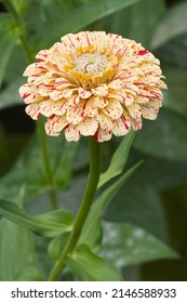 Peppermint Stick Zinnia (Zinnia Elegans 'Peppermint Stick Mixed')