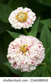 Peppermint Stick Zinnia (Zinnia Elegans 'Peppermint Stick Mixed')