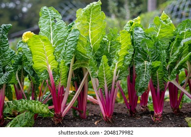 Peppermint swiss chard growing in the ground. Bright green leaves and purple stems. Organic vegetable garden.