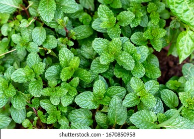 peppermint Top view,Green peppermint leaves