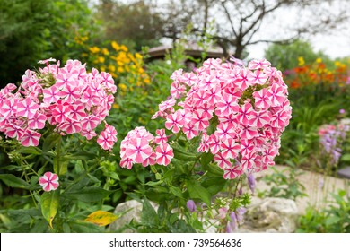 Peppermint Twist Garden Phlox Flowers

