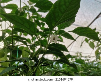 Peppers Blooming In The Greenhouse