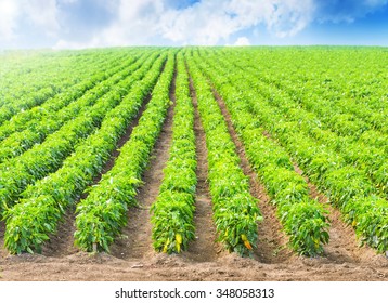     Peppers in a field with irrigation system and blue sky 