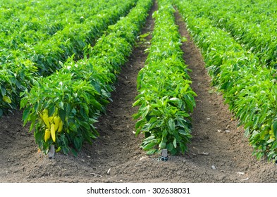 Peppers Growing Field Irrigation System Stock Photo (Edit Now) 302638010