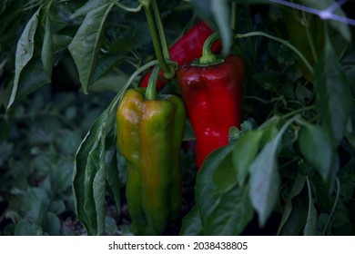 Peppers Grown In The French Laundry Garden