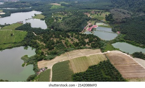 Perak, Malaysia - Gorgeous Aerial View Of Country Side Mixed Agriculture (Durian, Oil Palm, Long Beans, Vegetable, Corn) And Aqua Farming (River Fish And Prawn)