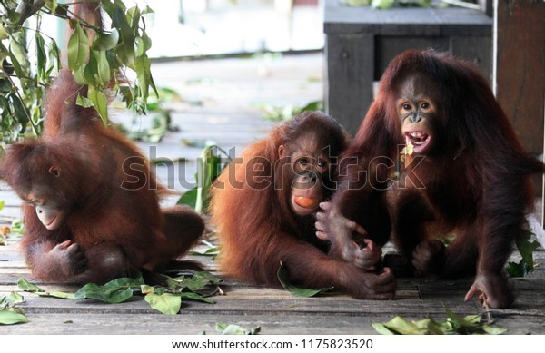 Perak Malaysia October 20 2013 Infant Stock Photo Edit Now 1175823520