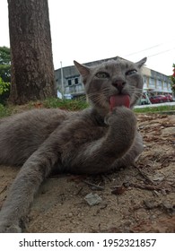 PERAK, MALAYSIA-APR,202: Cat Lick Its Pawn While Rest
