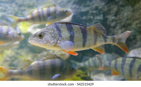 Perca Fluviatilis In Aquarium