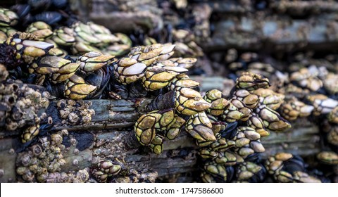 percebes en el mar