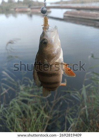 Perch fish catching a soft plastic lure with a jig head on a fishing line