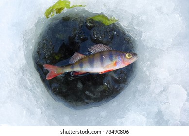 Perch Fish In Ice Hole