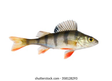 Perch Fish Isolated On White Background