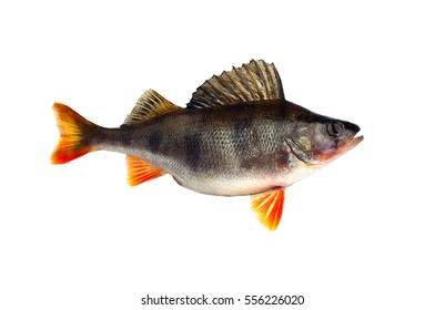 Perch Fish Isolated On White Background