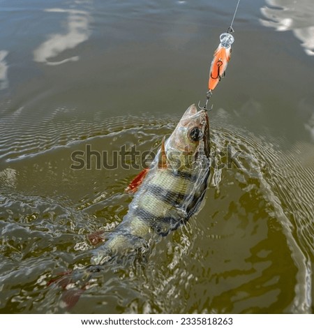 Perch fish on hook in water. Perch fishing on crankbait