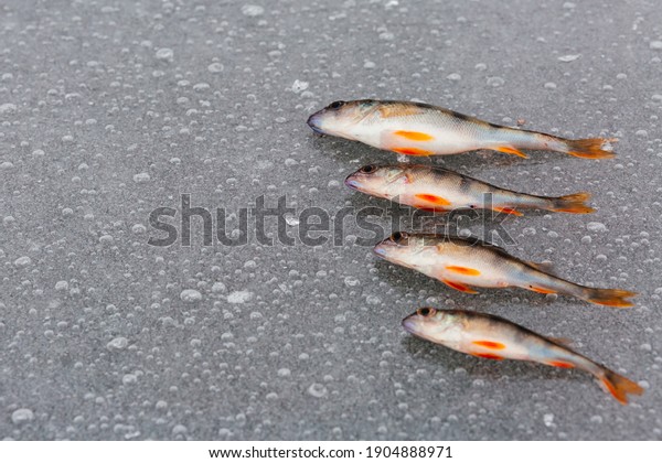 Perch fish and\
on the ice on the river. Ice fishing. Fish background. Winter\
fishing concept. High quality\
photo