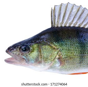 Perch fish portrait