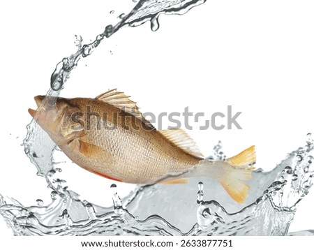 Perch fish in water splashes on white background