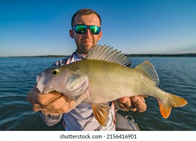 Perch Fishing. Fisherman Hold Strange Perch Fish Without Stripes On Lake Background