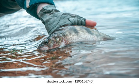 Perch In The Hand Of An Angler. Catch And Release.