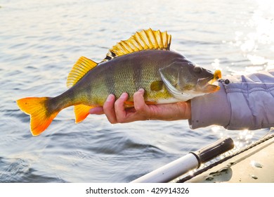 perch in hands