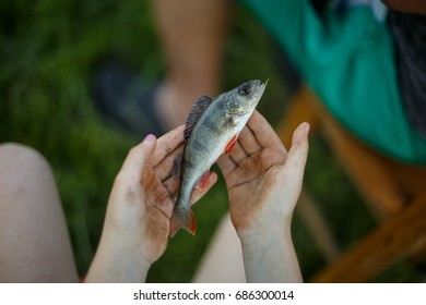 Perch in the hands
