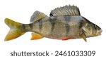 Perch isolated with dorsal fin raised