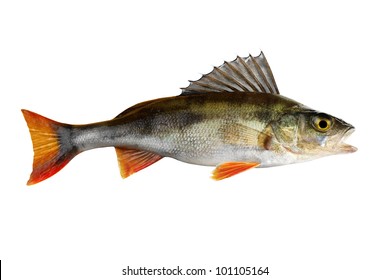 Perch, Whole Fish, Isolated On White