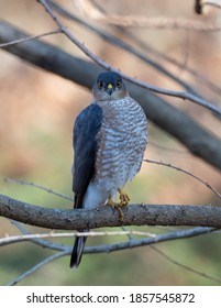 Perched Adult Male Sharp-shinned Hawk