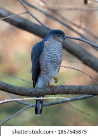 Perched Adult Male Sharp-shinned Hawk