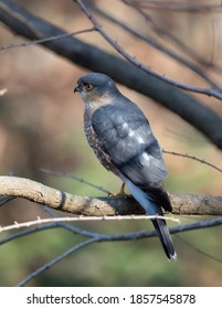 Perched Adult Male Sharp-shinned Hawk