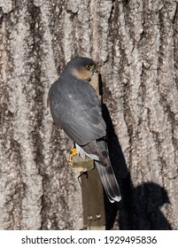 Perched Adult Male Sharp-shinned Hawk